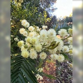 Fekete akácia - Acacia mearnsii